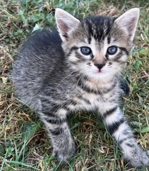 10 Wochen alte kitten 
