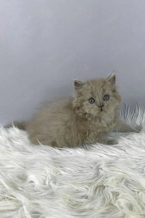 Wunderschöne, 3 Monate alte Maine Coon sucht ein Zuhause für immer.   