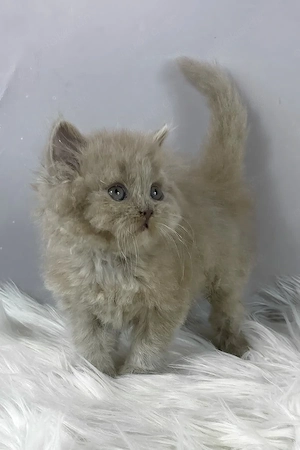Wunderschöne, 3 Monate alte Maine Coon sucht ein Zuhause für immer.   