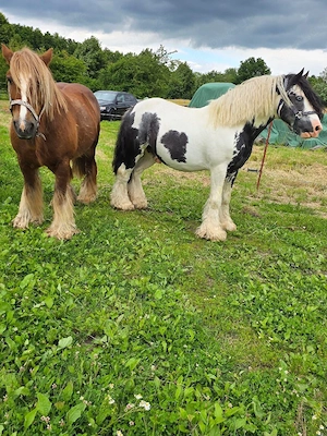 Tinker Hengst und Wallach suchen zusammen ein zu Hause Bild 5