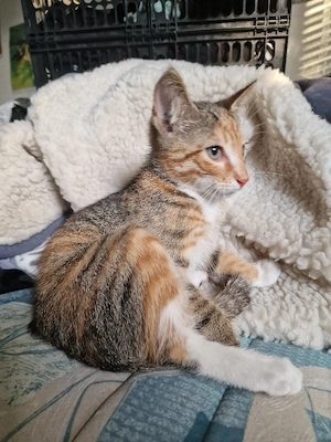 kitten abzugeben