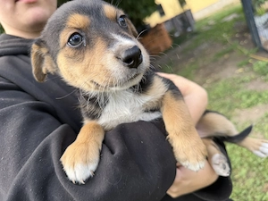 Husky Rottweiler Welpen 