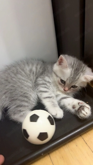 Babykätzchen BKH sucht ein neues Hause