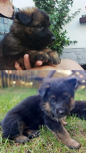 Deutsche Schäferhund - Welpen, DDR- Linie 
