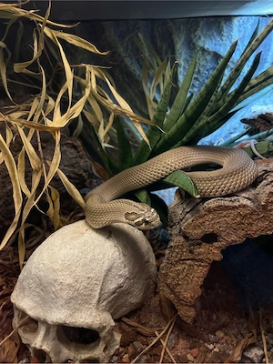 1.0 Artic Toffeebelly Superconda Hakennasennatter ( Heterodon Nasicus )