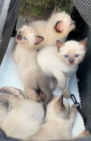 Zuckersüße Siam-Kitten suchen ein neues Zuhause!