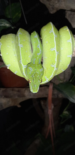 Gebe morelia viridis ab