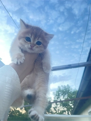  British Shorthair Golden Shaded