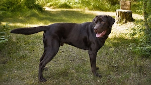 Labrador Deckrüde Mailo   zuchttauglich & genetisch analysiert