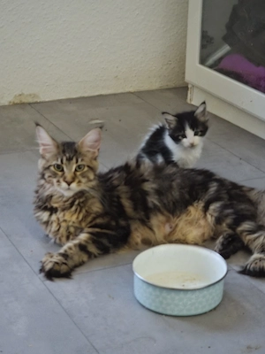 Maine Coon Dame Anna PP