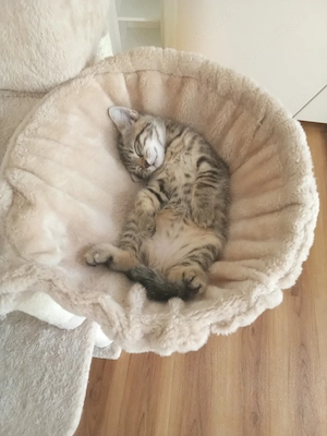 Babykatzen BKH