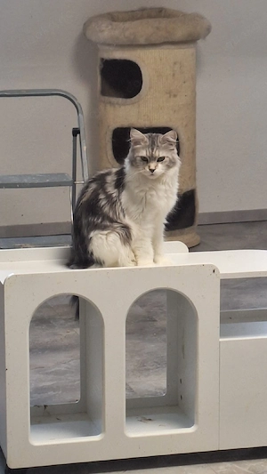 Maine Coon Dame Baileys 