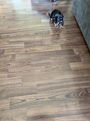 Dackel-Welpe Rexi sucht ein liebevolles Zuhause  Unser kleiner Dackel Rexi sucht ein neues, liebevol