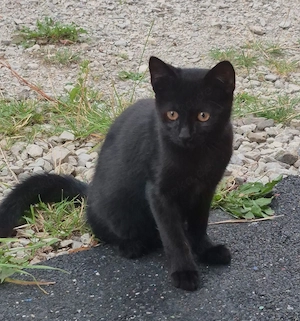 Zwei süßen Katzenbabys