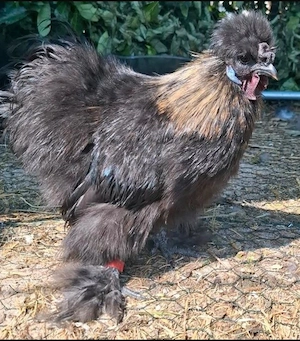 Junghahn Zwergseidenhahn.