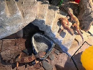 Leopardgeckos mit selbstgebautem Terrarium in liebevolle Hände abzugeben