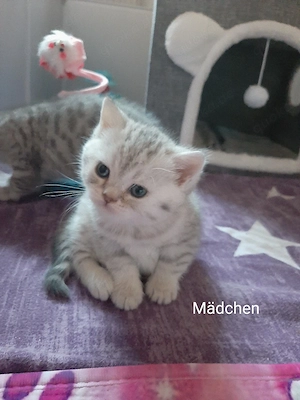 Nur noch 3 Kitten frei! BKH British Kurzhaar Silver-, black-tabby ab September abgabebereit   