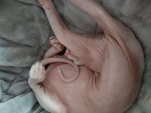Sphynx- Katzenpärchen 