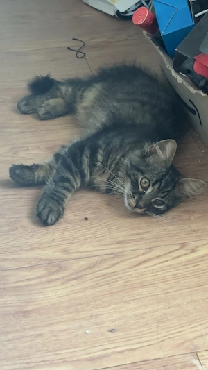 2 kitten suchen liebevolles zuhause    