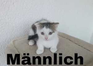 BKH Kitten 