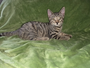 Bengal-Mix Kitten 4.5 geboren 
