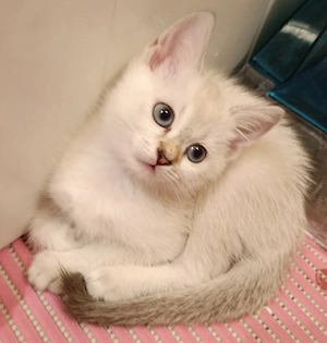 Ragdoll birma   bkh Kitten 