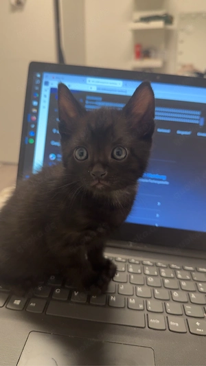 bkh-siam mix kitten