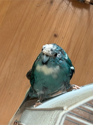 zigensittiche blue mänlich
