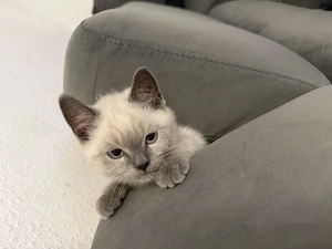 Süßes Kitten zu verkaufen 