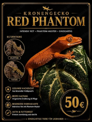 ** Kronengeckos Red Phantom **