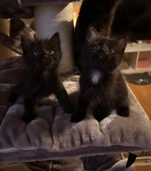 Maine Coon Heilige Birma Mix Kitten geimpft