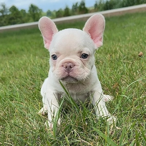 Niedliche französische Bulldoggenwelpen suchen ein neues Zuhause