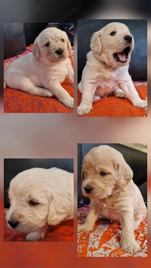 Labradoodle- Welpen  Doodles  F1 Medium Standard - Traumzuhause gesucht