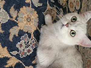 Reinrassige BKH Katze