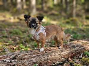 chihuahua pekinese mischlinge 7 monate hündin