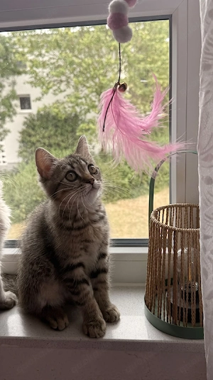 Wunderschöner British Kurzhaar Kater sucht ein liebevolles Zuhause 
