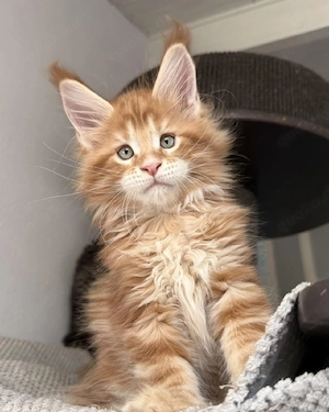 Gesunde und geimpfte Maine-Coon-Kätzchen