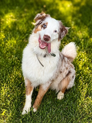Australian Shepherd Rüde - red merle