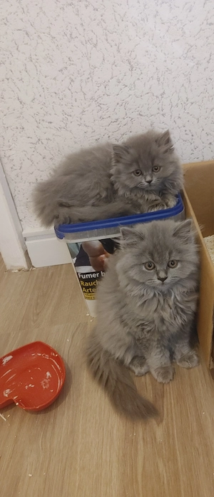 BLH 2 Weibchen (Kätzinnen   ) Bild 3
