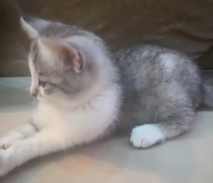  1Bkh-Mix Kitten 