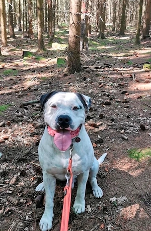 Amarican bulldog mix 