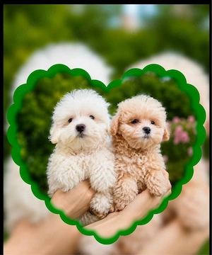 Maltipoo Welpen