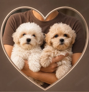 Maltipoo Welpen