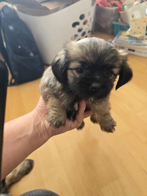 bolonka zwetna Yorkie mix