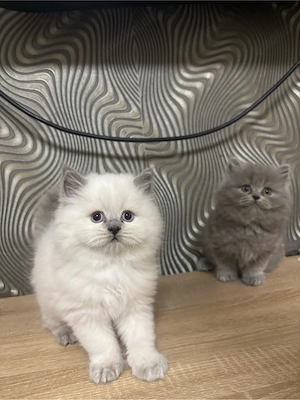 Britsch langhaar kitten 