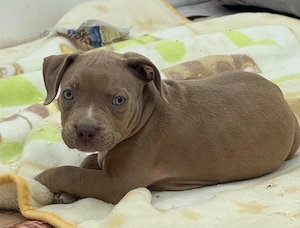 American Bully 