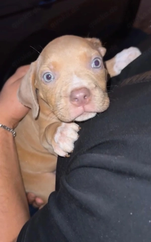 American Bully XXL Bild 3