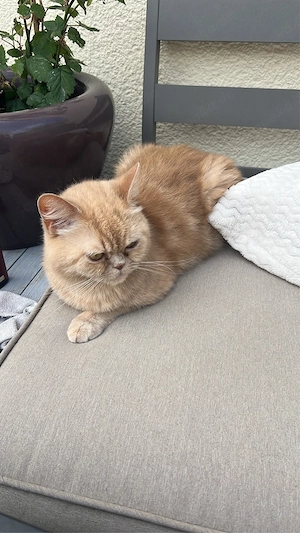    Schweren Herzens abzugeben   2 liebe Katzen (Mutter & Sohn)    Bild 2