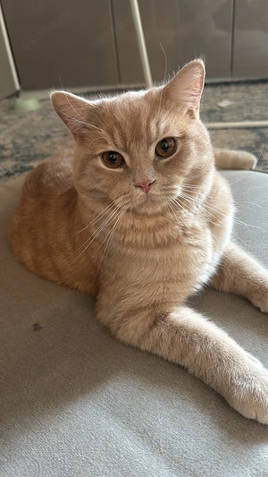   Schweren Herzens abzugeben   2 liebe Katzen (Mutter & Sohn)   
