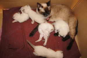 Wunderschöne Siamkitten suchen ein liebevolles Zuhause, Siam, Tai, alter Typ